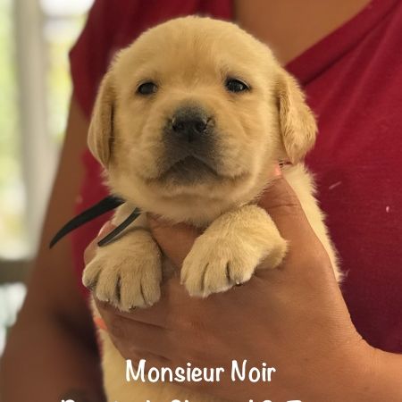 Superbes chiots labrador sable lof #1