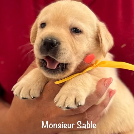Superbes chiots labrador sable lof #2