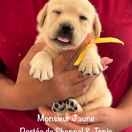 Superbes chiots labrador sable lof #3