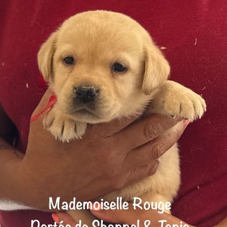 Superbes chiots labrador sable lof #6