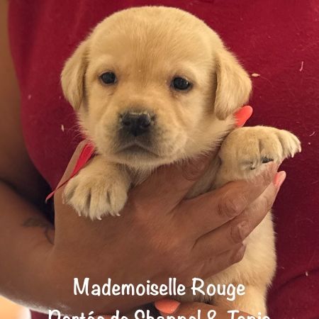Superbes chiots labrador sable lof #7