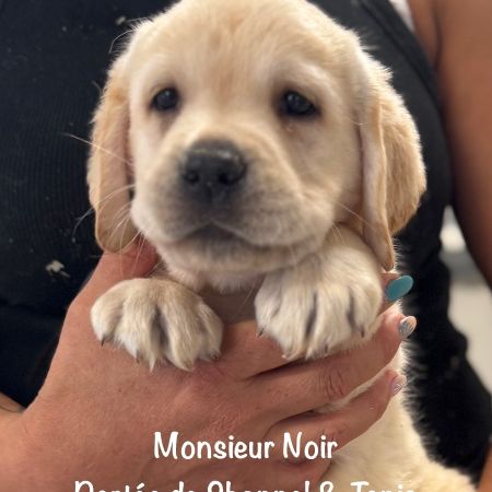 Superbes chiots labrador sable lof