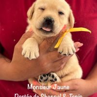 Superbes chiots labrador sable lof #3