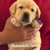 Superbes chiots labrador sable lof #4