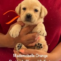 Superbes chiots labrador sable lof #5