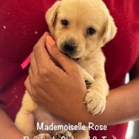 Superbes chiots labrador sable lof #8