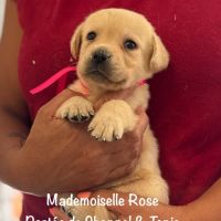 Superbes chiots labrador sable lof