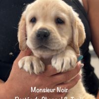 Superbes chiots labrador sable lof