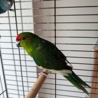 Perruche kakariki #5