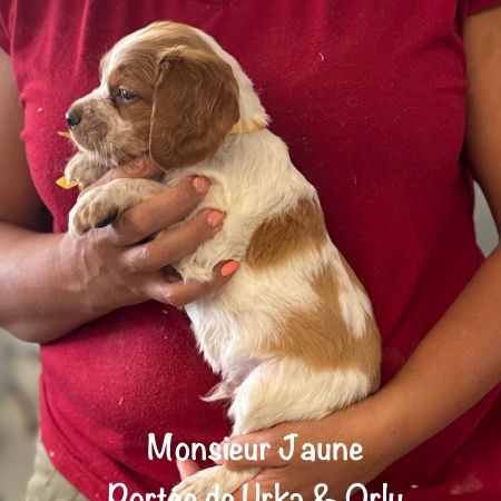 Superbes chiots epagneul breton lof #3