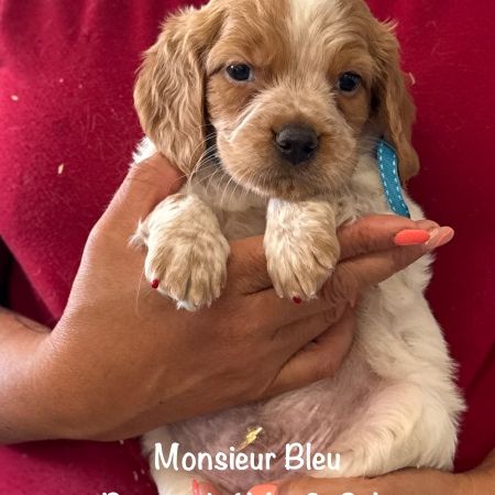 Superbes chiots epagneul breton lof #8