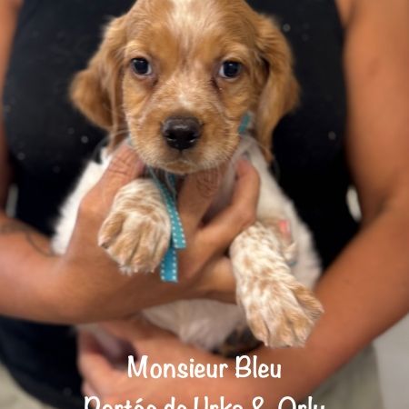 Superbes chiots epagneul breton lof