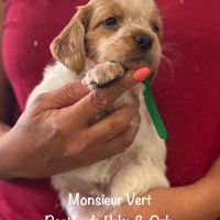 Superbes chiots epagneul breton lof #1