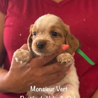 Superbes chiots epagneul breton lof #2