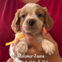 Superbes chiots epagneul breton lof #4