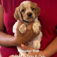 Superbes chiots epagneul breton lof #5