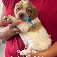 Superbes chiots epagneul breton lof #6
