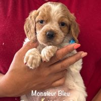 Superbes chiots epagneul breton lof #7