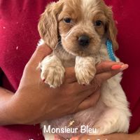 Superbes chiots epagneul breton lof #8