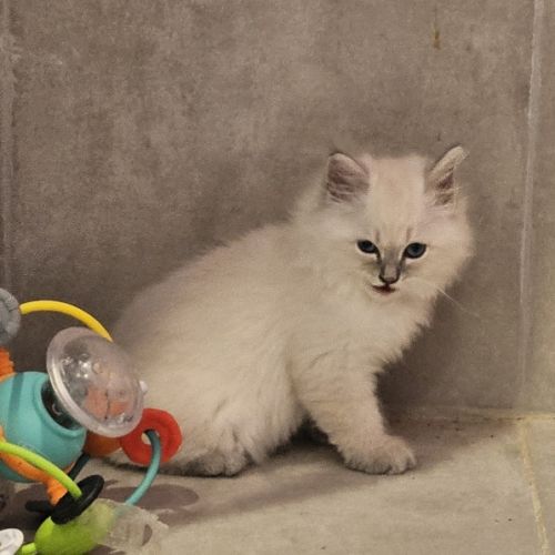 Vends chatons siberiens #0