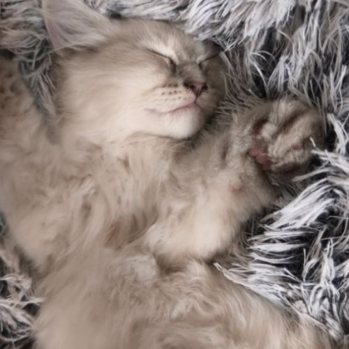 Vends chatons siberiens #4