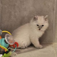 Vends chatons siberiens