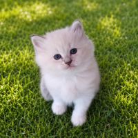 Vends chatons siberiens #2