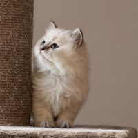 Vends chatons siberiens #3