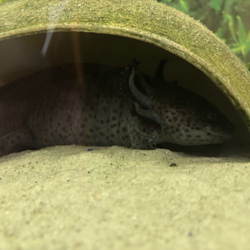 Donne 3 axolotl adultes #0