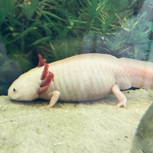 Donne 3 axolotl adultes #3