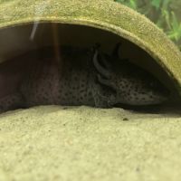 Donne 3 axolotl adultes
