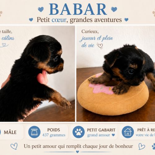 Chiots yorkshire terrier #1