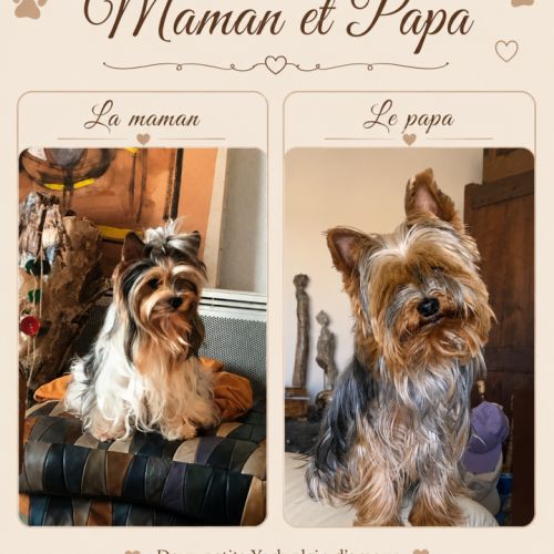 Chiots yorkshire terrier #4