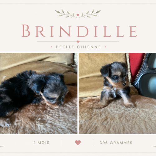 Chiots yorkshire terrier #5