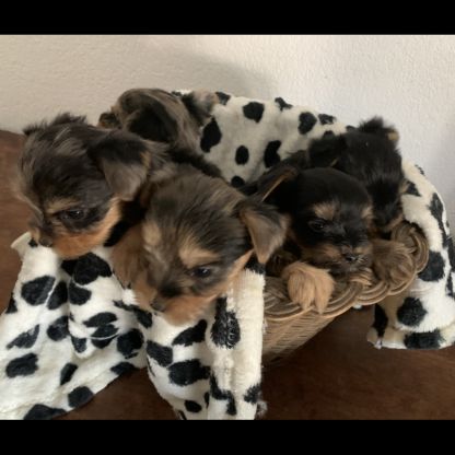 Chiots yorkshire terrier #0