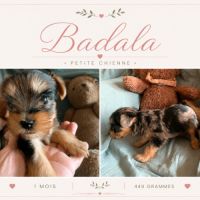 Chiots yorkshire terrier #2
