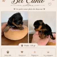 Chiots yorkshire terrier #3