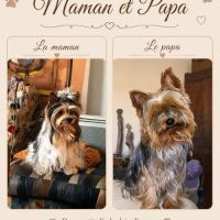 Chiots yorkshire terrier #4