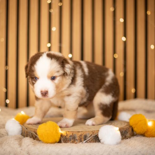Chiot lof berger américain miniature #0