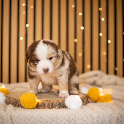 Chiot lof berger américain miniature #3