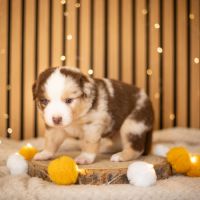Chiot lof berger américain miniature
