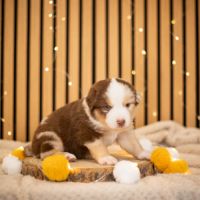 Chiot lof berger américain miniature #2