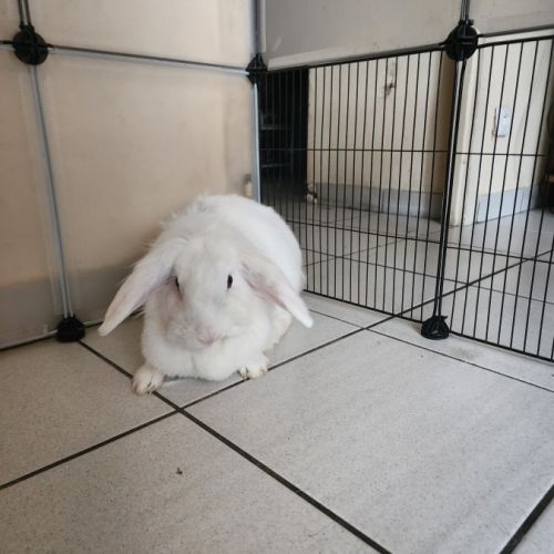 Femelle lapin bélier a donner contre bon soin #2