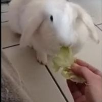 Femelle lapin bélier a donner contre bon soin #0
