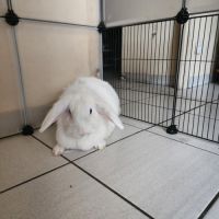 Femelle lapin bélier a donner contre bon soin #2