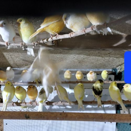Passion canaris