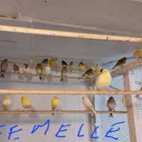 Passion canaris #1