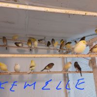 Passion canaris #2