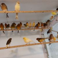 Passion canaris #4