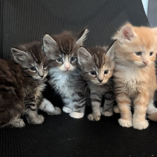 Chaton maine coon #5